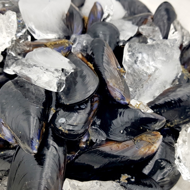 산지직송으로 더 신선한 통영산 홍합 1kg